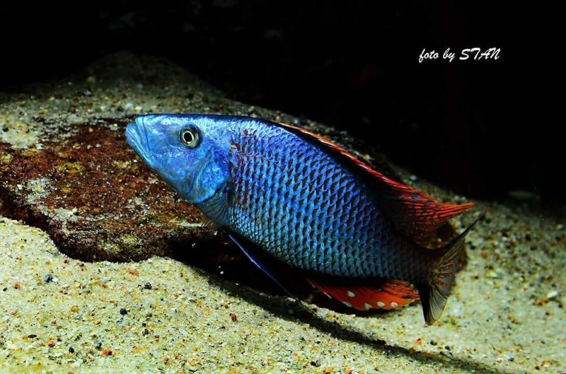 Dimidiochromis compressiceps
